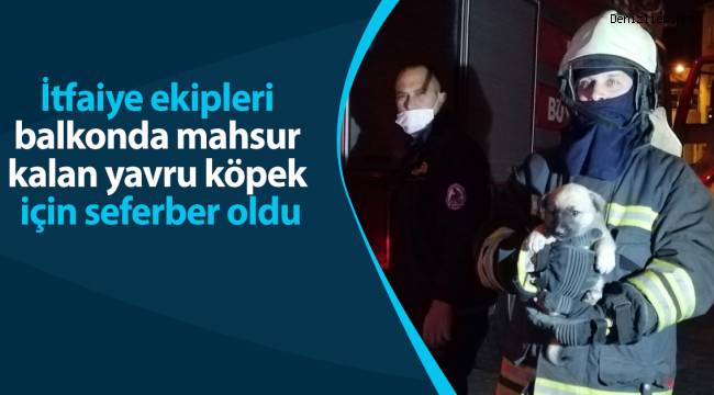 İtfaiye ekipleri balkonda mahsur kalan yavru köpek için seferber oldu