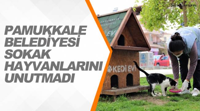PAMUKKALE BELEDİYESİ SOKAK HAYVANLARINI UNUTMADI