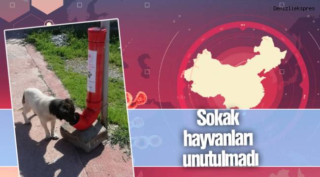 Sokak hayvanları unutulmadı