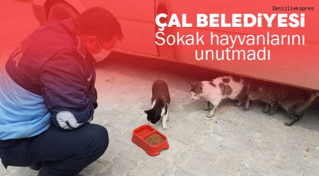 Sokak hayvanları unutulmadı