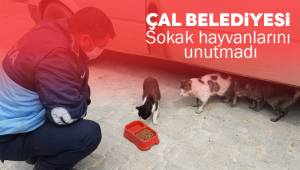 Sokak hayvanları unutulmadı
