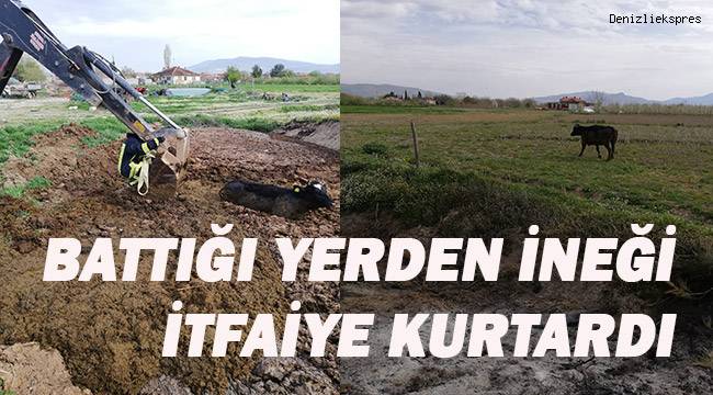 Tezek birikintisinden çıkamayan ineği itfaiye kurtardı