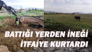Tezek birikintisinden çıkamayan ineği itfaiye kurtardı