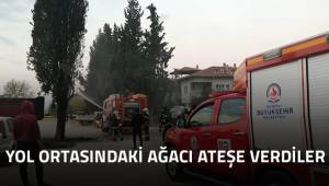 Yol ortasındaki ağacı ateşe verdiler