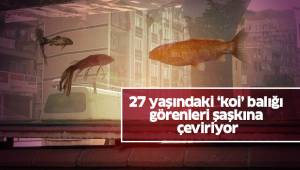 27 yaşındaki ‘koi’ balığı görenleri şaşkına çeviriyor