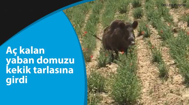Aç kalan yaban domuzu kekik tarlasına girdi
