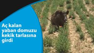 Aç kalan yaban domuzu kekik tarlasına girdi