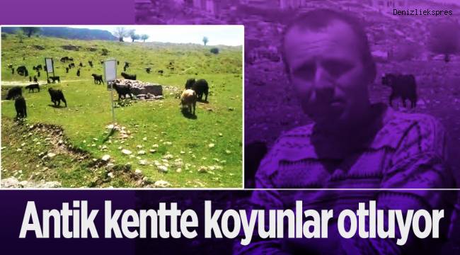 Antik kentte koyunlar otluyor