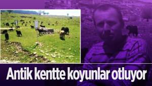 Antik kentte koyunlar otluyor