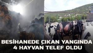 Besihanede çıkan yangında 4 hayvan telef oldu