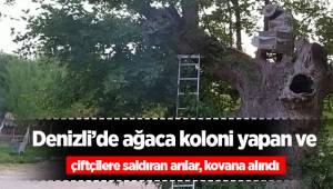 Denizli’de ağaca koloni yapan ve çiftçilere saldıran arılar, kovana alındı