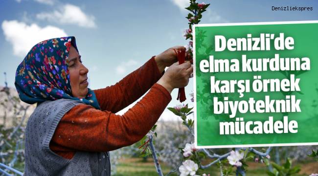 Denizli’de elma kurduna karşı örnek biyoteknik mücadele