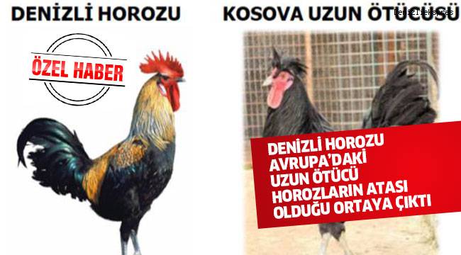 DENİZLİ HOROZU AVRUPA'DAKİ UZUN ÖTÜCÜ HOROZLARIN ATASI