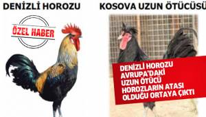 DENİZLİ HOROZU AVRUPA'DAKİ UZUN ÖTÜCÜ HOROZLARIN ATASI