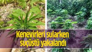 Kenevirleri sularken suçüstü yakalandı