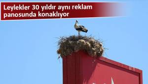 Leylekler 30 yıldır aynı reklam panosunda konaklıyor