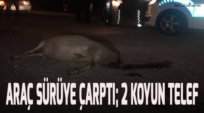 Otomobil sürüye çarptı, 2 koyun telef oldu