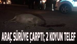 Otomobil sürüye çarptı, 2 koyun telef oldu