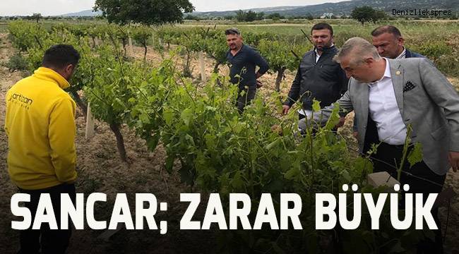 Sancar; zarar büyük