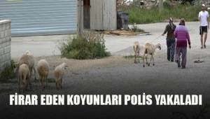 Sokağa çıkma kısıtlamasında firar eden koyunları polis yakaladı