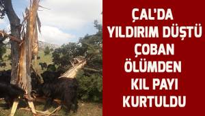 Üzerine yıldırım düşen 8 metrelik ağaç ikiye bölündü