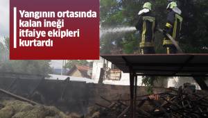 Yangının ortasında kalan ineği itfaiye ekipleri kurtardı