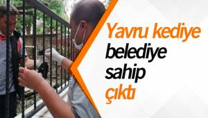 Yavru kediye belediye sahip çıktı