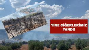 Çal'da 50 hektar orman alanı yandı