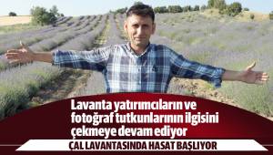 Çal lavantasında hasat yaklaşıyor