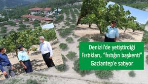 Denizli'de yetiştirdiği fıstıkları
