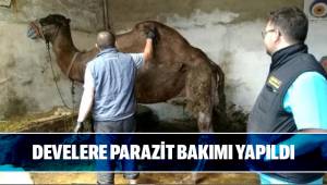 Develer parazitlere karşı korunmaya alındı