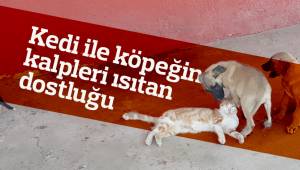 Kedi ile köpeğin kalpleri ısıtan dostluğu