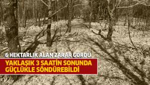 Orman yangınında 6 hektar alan zarar gördü