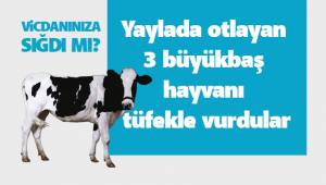 Yaylada otlayan 3 büyükbaş hayvanı tüfekle vurdular