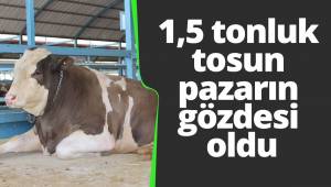 1,5 tonluk tosun pazarın gözdesi oldu