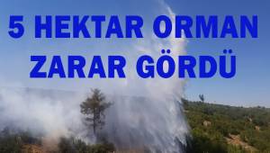 2 saatte kontrol altına alınan orman yangınında 5 hektar alan zarar gördü
