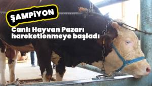 Canlı Hayvan Pazarı hareketlenmeye başladı