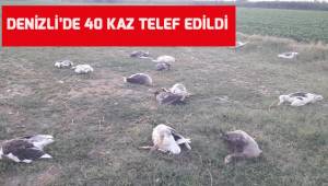 Denizli'de 40 kazın tarlaya girdiği gerekçesiyle telef edildiği iddiası