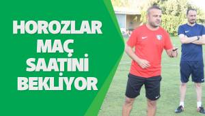 Horozlar Maç Saatini Bekliyor
