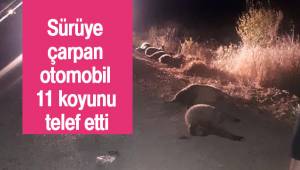 Sürüye çarpan otomobil 11 koyunu telef etti