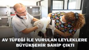Av tüfeği ile vurulan leyleklere Büyükşehir sahip çıktı