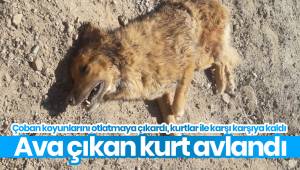 Ava çıkan kurt avlandı