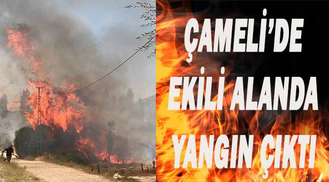 Çameli'de ekili alanda yangın