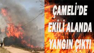 Çameli'de ekili alanda yangın