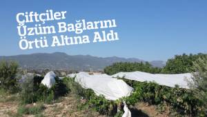 Çiftçiler Üzüm Bağlarını Örtü Altına Aldı