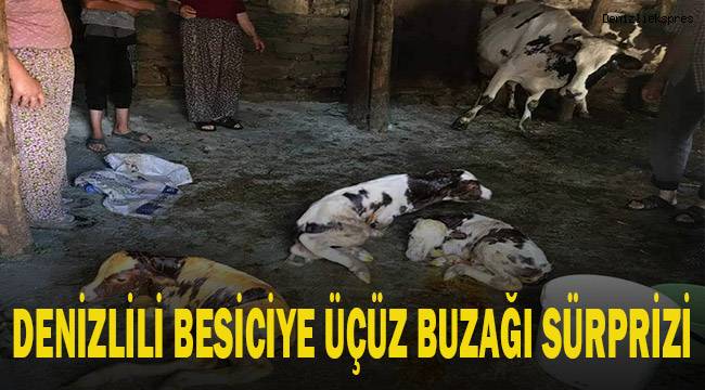 Denizlili besiciye üçüz buzağı sürprizi