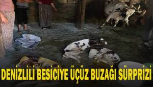 Denizlili besiciye üçüz buzağı sürprizi