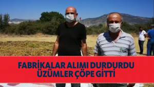 FABRİKALAR ALIMI DURDURDU, ÜZÜMLER ÇÖPE GİTTİ