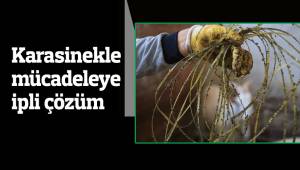 Karasinekle mücadeleye ipli çözüm