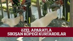 Korkuluklara sıkışan köpeğin imdadına itfaiye yetişti